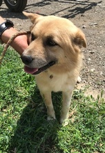 RONNY, Hund, Mischlingshund in Rumänien - Bild 8