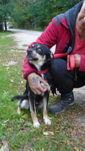 FABO, Hund, Mischlingshund in Ungarn - Bild 5