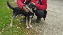 FABO, Hund, Mischlingshund in Ungarn - Bild 7