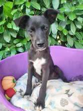 PAMPERO, Hund, Mischlingshund in Italien - Bild 2