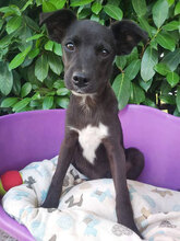 PAMPERO, Hund, Mischlingshund in Italien - Bild 3