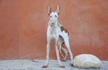 IBOYA, Hund, Podenco Ibicenco in Spanien - Bild 3