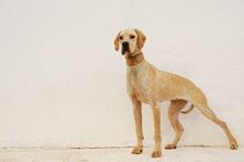 ZARIA, Hund, Pointer in Spanien - Bild 1
