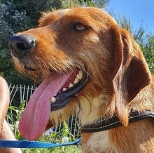 CARAMELLO, Hund, Mischlingshund in Italien - Bild 1