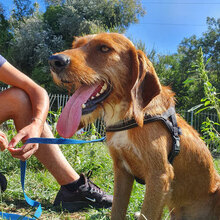 CARAMELLO, Hund, Mischlingshund in Italien - Bild 2