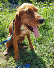 CARAMELLO, Hund, Mischlingshund in Italien - Bild 3