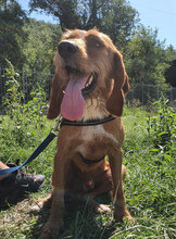 CARAMELLO, Hund, Mischlingshund in Italien - Bild 5