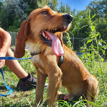 CARAMELLO, Hund, Mischlingshund in Italien - Bild 6