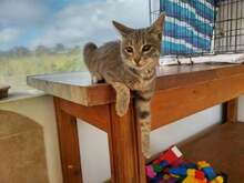 KAMAU, Katze, Hauskatze in Griechenland
