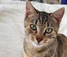 PITA, Katze, Hauskatze in Griechenland - Bild 1