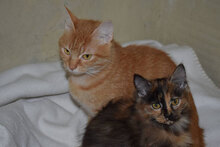 LIBERTY, Katze, Hauskatze in Bulgarien - Bild 3
