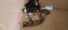 SYDNEY, Katze, Hauskatze in Bulgarien - Bild 1