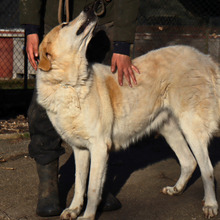 ANGURIA, Hund, Mischlingshund in Italien - Bild 2