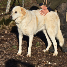 ANGURIA, Hund, Mischlingshund in Italien - Bild 4
