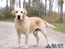 FOREST, Hund, Mischlingshund in Slowakische Republik - Bild 3