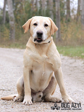 FOREST, Hund, Mischlingshund in Slowakische Republik - Bild 7