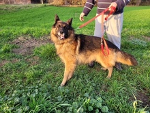 LUCKY, Hund, Deutscher Schäferhund in Polen - Bild 7