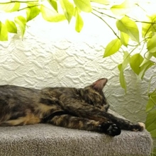 PATTY, Katze, Europäisch Kurzhaar-Mix in Neu-Ulm - Bild 11