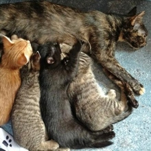 PATTY, Katze, Europäisch Kurzhaar-Mix in Neu-Ulm - Bild 12