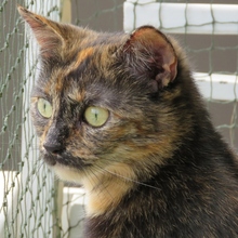 PATTY, Katze, Europäisch Kurzhaar-Mix in Neu-Ulm - Bild 4