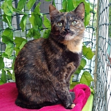 PATTY, Katze, Europäisch Kurzhaar-Mix in Neu-Ulm - Bild 8