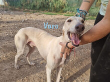 VARO, Hund, Galgo Español in Spanien - Bild 1