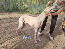 VARO, Hund, Galgo Español in Spanien - Bild 4