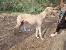 VARO, Hund, Galgo Español in Spanien - Bild 5