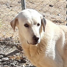 NATA, Hund, Herdenschutzhund in Spanien - Bild 1