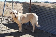 NATA, Hund, Herdenschutzhund in Spanien - Bild 10