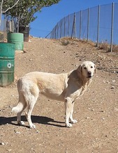 NATA, Hund, Herdenschutzhund in Spanien - Bild 11
