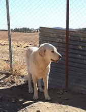 NATA, Hund, Herdenschutzhund in Spanien - Bild 12