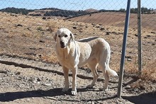 NATA, Hund, Herdenschutzhund in Spanien - Bild 13