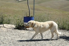 NATA, Hund, Herdenschutzhund in Spanien - Bild 14