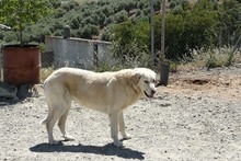 NATA, Hund, Herdenschutzhund in Spanien - Bild 15