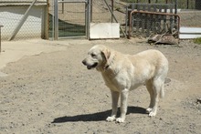NATA, Hund, Herdenschutzhund in Spanien - Bild 16