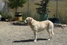 NATA, Hund, Herdenschutzhund in Spanien - Bild 17