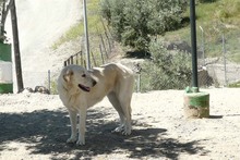 NATA, Hund, Herdenschutzhund in Spanien - Bild 18