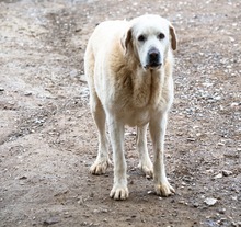 NATA, Hund, Herdenschutzhund in Spanien - Bild 2