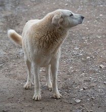 NATA, Hund, Herdenschutzhund in Spanien - Bild 3
