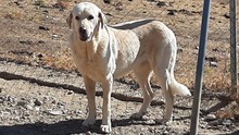 NATA, Hund, Herdenschutzhund in Spanien - Bild 5