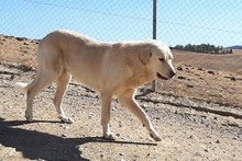 NATA, Hund, Herdenschutzhund in Spanien - Bild 6