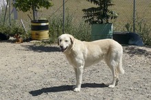 NATA, Hund, Herdenschutzhund in Spanien - Bild 7