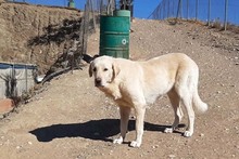 NATA, Hund, Herdenschutzhund in Spanien - Bild 8