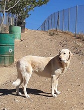 NATA, Hund, Herdenschutzhund in Spanien - Bild 9
