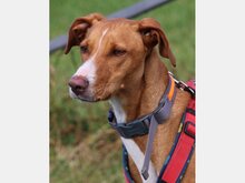 FLOPPY, Hund, Podenco in Helmstadt-Bargen - Bild 1