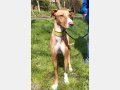 FLOPPY, Hund, Podenco in Helmstadt-Bargen - Bild 10