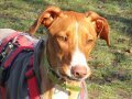 FLOPPY, Hund, Podenco in Helmstadt-Bargen - Bild 12