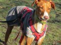 FLOPPY, Hund, Podenco in Helmstadt-Bargen - Bild 13