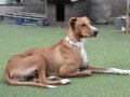 FLOPPY, Hund, Podenco in Helmstadt-Bargen - Bild 14